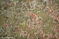 L1000817