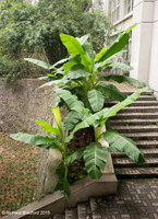 L1000449