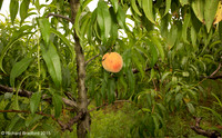 L1000391