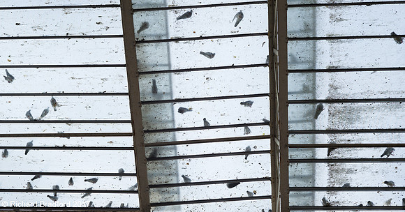 L1002966