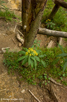 L1003888