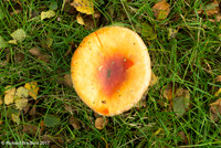 L1003318